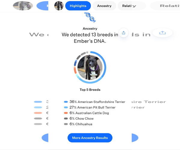 Medium Photo #26 American Staffordshire Terrier-Unknown Mix Puppy For Sale in Rosenberg, TX, USA