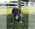 Small Photo #1 Neapolitan Mastiff-Poodle (Toy) Mix Puppy For Sale in GOSHEN, IN, USA