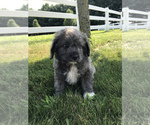 Small Neapolitan Mastiff-Poodle (Toy) Mix