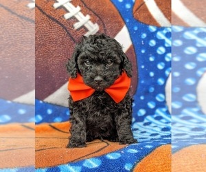 Poodle (Miniature) Puppy for sale in NOTTINGHAM, PA, USA