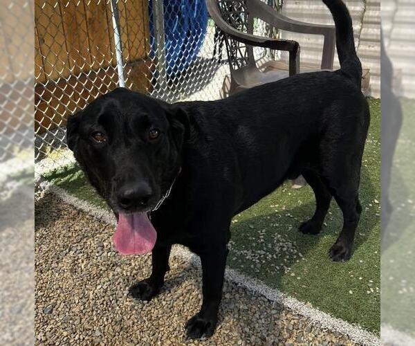 Medium Photo #4 Labrador Retriever-Unknown Mix Puppy For Sale in San Diego, CA, USA