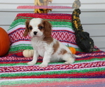 Small #3 Cavalier King Charles Spaniel