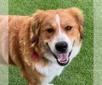 Small #1 Australian Shepherd-Great Pyrenees Mix