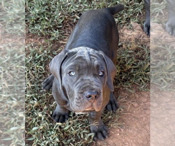 Medium Photo #12 Cane Corso Puppy For Sale in ROCKMART, GA, USA