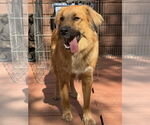 Small #2 Golden Retriever Mix