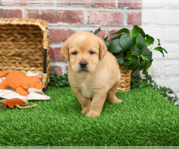 Medium Photo #1 Labrador Retriever Puppy For Sale in SYRACUSE, IN, USA