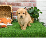 Small Labrador Retriever