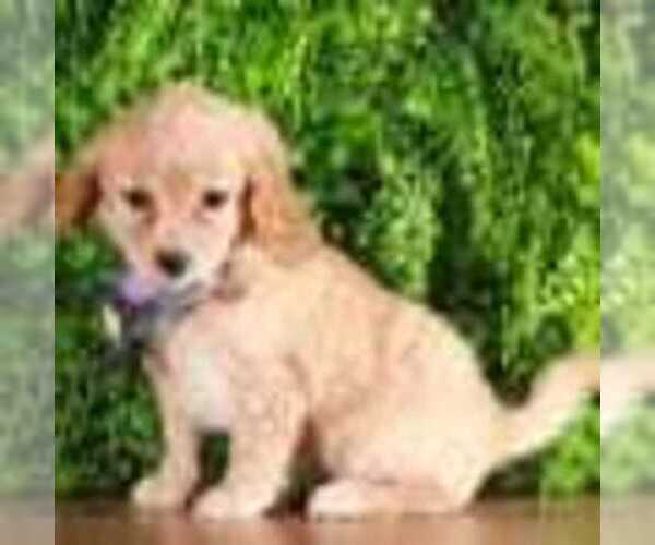 Medium Photo #1 Bichon Frise-Cavapoo Mix Puppy For Sale in MOUNT VERNON, OH, USA