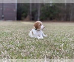 Small Photo #4 Brittany Puppy For Sale in ORRUM, NC, USA