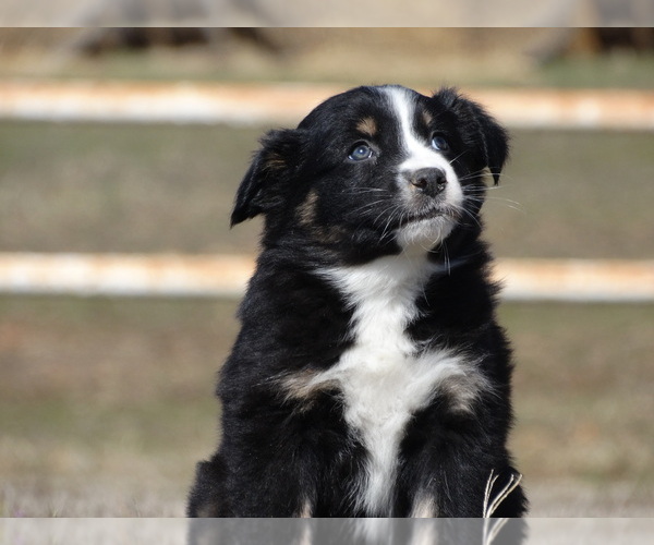 Full screen Photo #8 Australian Shepherd Puppy For Sale in OZARK, AR, USA