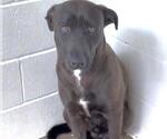Small #1 Labrador Retriever