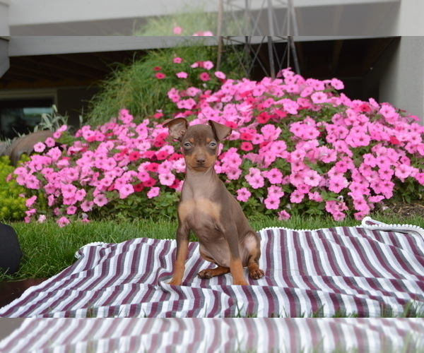 Medium Photo #3 Miniature Pinscher Puppy For Sale in PARADISE, PA, USA