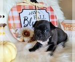 Small Photo #3 Faux Frenchbo Bulldog Puppy For Sale in PASCO, WA, USA