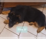 Small Photo #8 German Shepherd Dog Puppy For Sale in LACEY, WA, USA