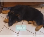 Small #7 German Shepherd Dog