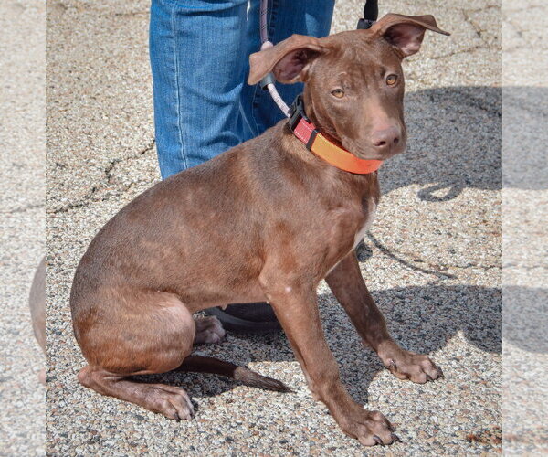 Medium Photo #2 American Staffordshire Terrier-Chocolate Labrador retriever Mix Puppy For Sale in Huntley, IL, USA