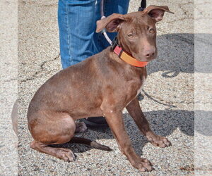 Reece - Female American Staffordshire Terrier-Chocolate Labrador retriever Mix Dog for Adoption - Photo #2