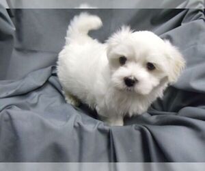Maltese Puppy for sale in BRENTWOOD, CA, USA