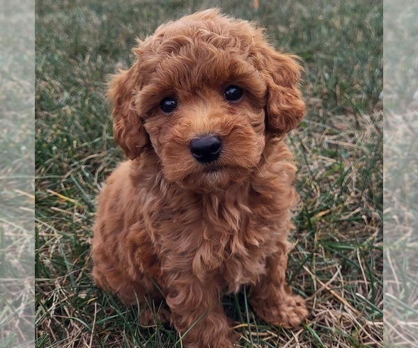 Medium Photo #2 Goldendoodle (Miniature) Puppy For Sale in NARVON, PA, USA