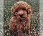 Small #1 Goldendoodle (Miniature)