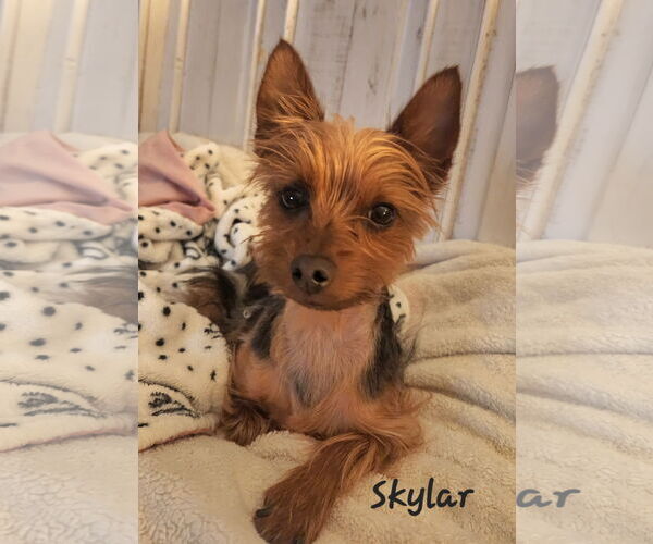 Medium Photo #2 Mutt Puppy For Sale in Bon Carbo, CO, USA