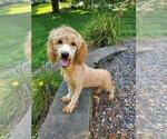 Small Photo #1 Goldendoodle-Poodle (Miniature) Mix Puppy For Sale in STANLEY, WI, USA