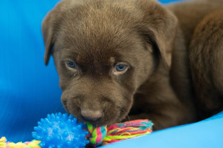 Labrador Retriever Puppy for sale in KENT, OH, USA