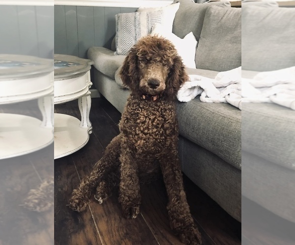 Medium Photo #1 Goldendoodle Puppy For Sale in ROCKY MOUNT, NC, USA