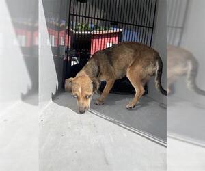 Chihuahua-Unknown Mix Dogs for adoption in Houston, TX, USA