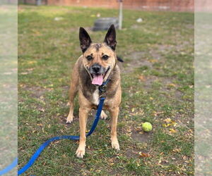 Mutt Dogs for adoption in Boston, MA, USA