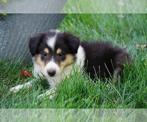 Collie Puppy for sale in FREDERICKSBG, OH, USA