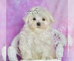 Puppy Cotton UABR Maltese