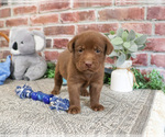 Small #1 Labrador Retriever