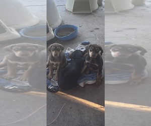 Catahoula Leopard Dog Puppy for sale in HOLLISTER, CA, USA