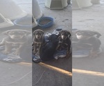 Small Catahoula Leopard Dog