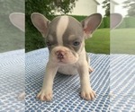 Small #2 French Bulldog