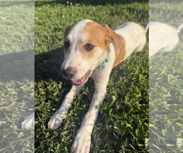Medium Photo #2 Mutt Puppy For Sale in Cliffwood, NJ, USA