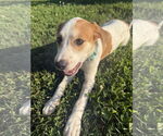 Small #1 Mutt