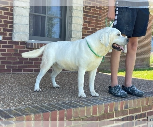 Medium Photo #10 Labrador Retriever Puppy For Sale in LOUISBURG, NC, USA