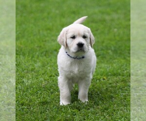 English Cream Golden Retriever Puppy for sale in MARSHFIELD, WI, USA