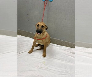 German Shepherd Dog-Unknown Mix Dogs for adoption in Las Vegas, NV, USA