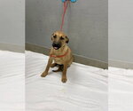 Small German Shepherd Dog Mix