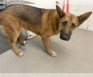 German Shepherd Dog Dogs for adoption in San Bernardino, CA, USA