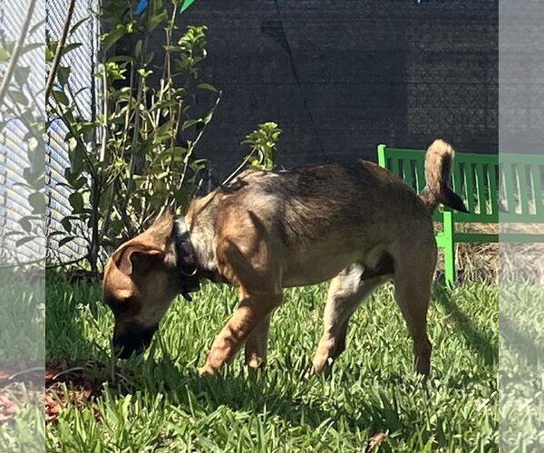 Medium Photo #2 Toy Rat Doxie Puppy For Sale in Metairie, LA, USA