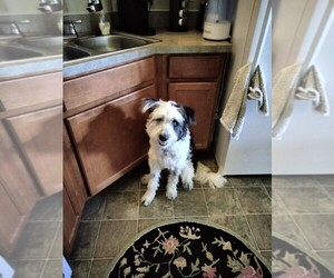 Borador-Border Collie Mix Puppy for sale in PARKER, CO, USA