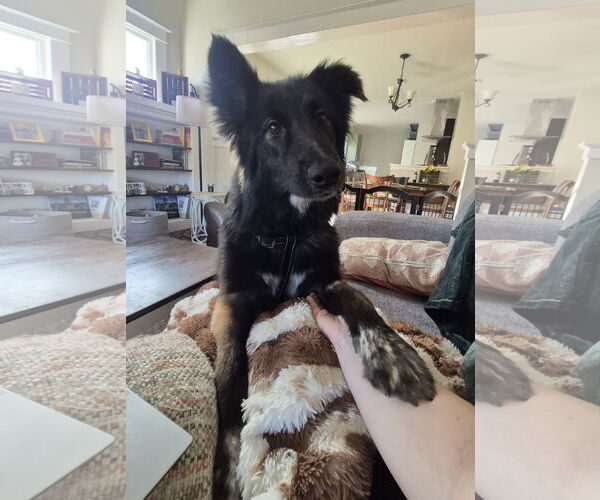 Medium Photo #1 Collie-Unknown Mix Puppy For Sale in Aurora, CO, USA