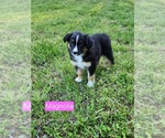 Puppy Magnolia Australian Shepherd