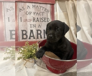 Labrador Retriever Puppy for sale in CAMANO ISLAND, WA, USA