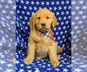 Golden Retriever Puppy for sale in OXFORD, PA, USA