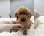 Small #5 Golden Retriever